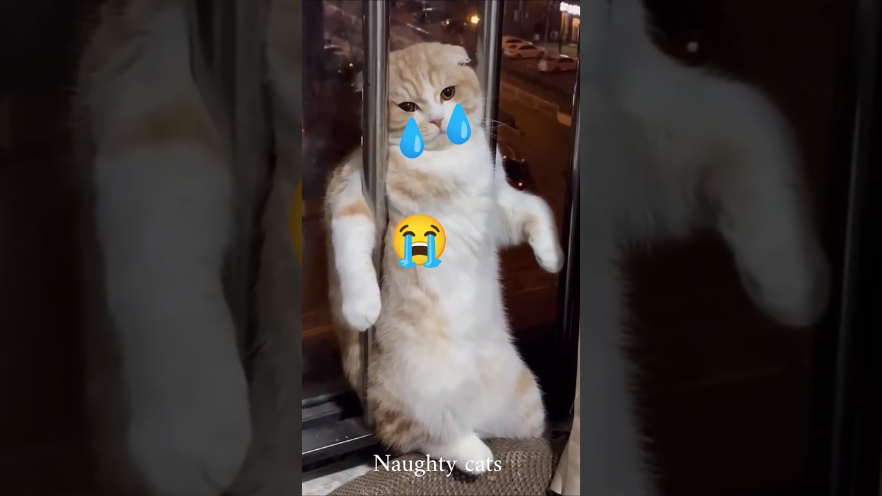 Cute Cat Moments 🥺❤️ #shorts#funny #cat