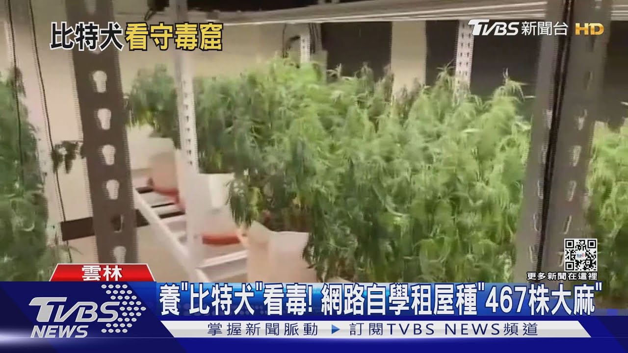 養「比特犬」看毒! 網路自學租屋種「467株大麻」