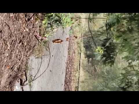 2021 0512 Wetland SVRT North