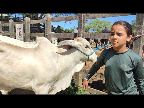 feira do gado de Buíque PE dia 07/03 2026