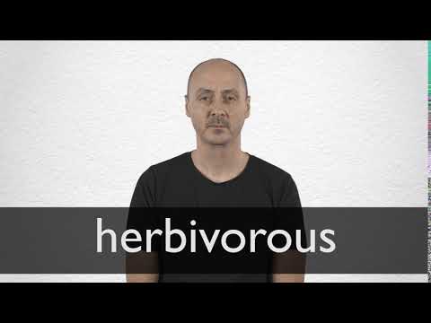 HERBIVOROUS definition and meaning | Collins English Dictionary