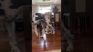 Conheça o Dogue Alemão o cachorro mais alto do mundo e o mais tranquilo