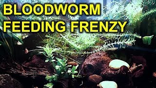 Relaxing With Our Fish | Bloodworm Fish Feeding