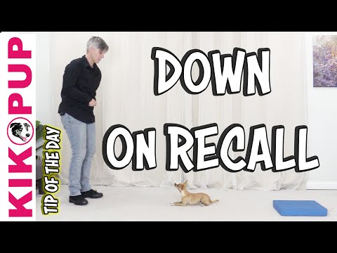 What is Clicker Training