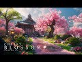 Beautiful Cherry Blossom Music Relaxing Japanese Zen Music For Stress Relief