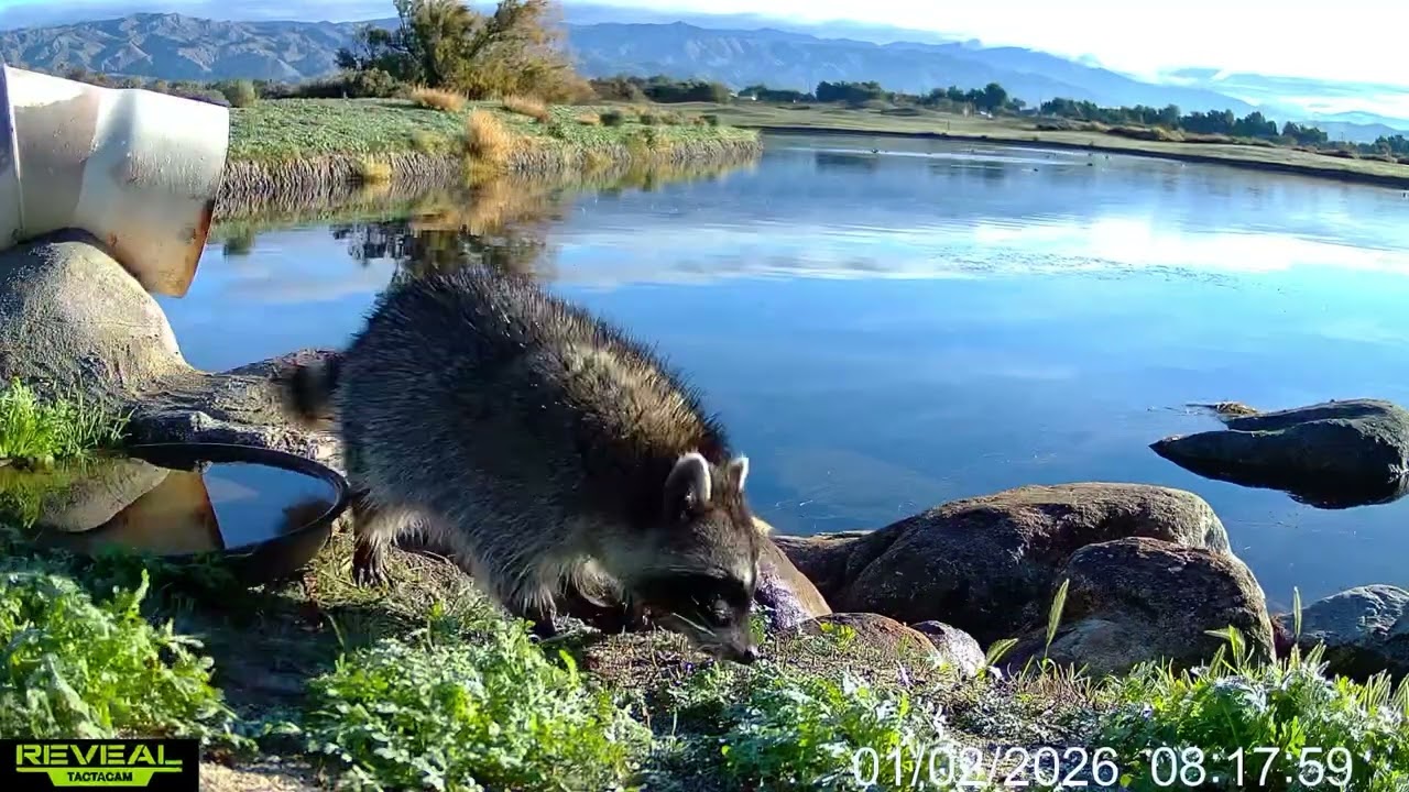 S04E03: Lakeside with the raccoons 