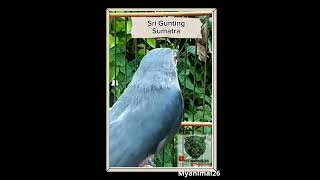 Download lagu Perbedaan Srigunting Sumatra dan Jawa.  #birds #kicaumania #masteranburung #burung mp3