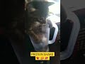 cat 🐈  🐈‍⬛ 😺 protein shake yummy 😋