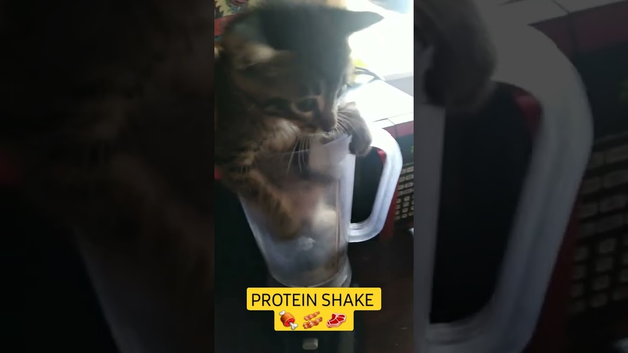 cat 🐈  🐈‍⬛ 😺 protein shake yummy 😋
