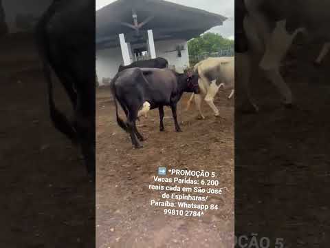 5 Vacas Paridas: 6.200 reais cada em São José de Espinharas/ Paraíba. Whatsapp 84 99810 2784*#gado