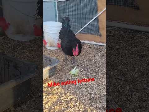#Mike the# rooster