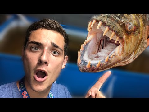 INFANT ALLIGATOR GAR EXPLODED (NEW HOME)