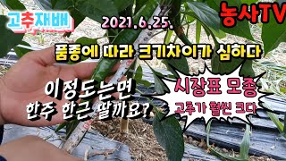 고추재배, 2021.6.25 품종에 따라 크기 차이 비교 [농사TV]