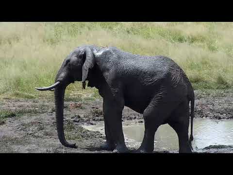 Djuma: Lone Elephant bull - 12:41- 03/22/19