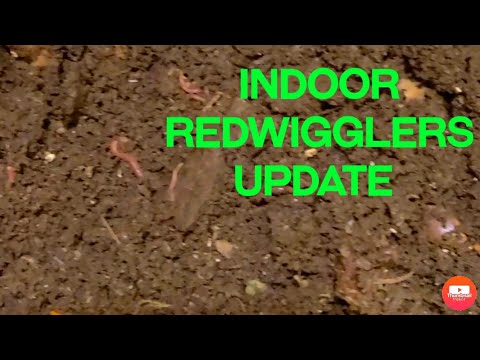 Indoor Composting Worm Bin