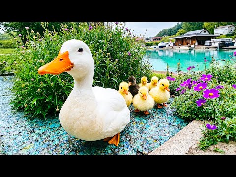 Mother Duck and Ducklings 🦆 A Peaceful Day by the Lake with Blooming Flowers 🌿 Let Nature Heal You 🍀