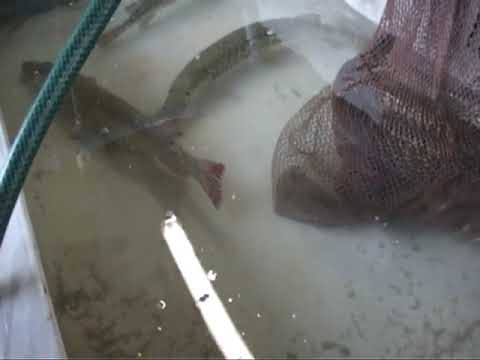 30MILA NUOVI LUCCI NEL SEBINO