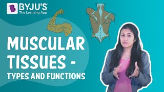 Muscular Tissues - Types And Functions I Class 9 I Learn With BYJU'S