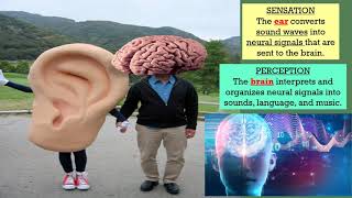 HOW HEARING WORKS: How the ear and brain create hearing explained by Psychology Prof Bruce Hinrichs