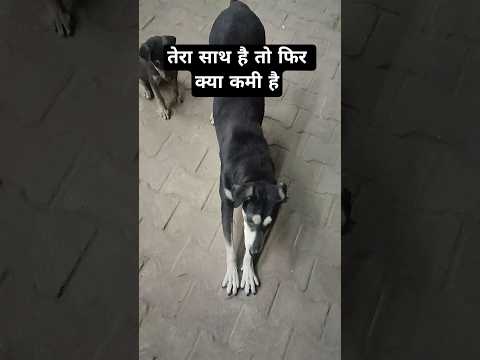 तेरा साथ है तो फिर क्या कमी है #shorts #trending #viral #dog #doglife #doglove