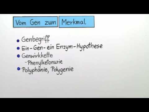 GENWIRKKETTE | VOM GEN ZUM MERKMAL | Biologie | Genetik und Entwicklungsbiologie