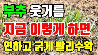 부추 무럭무럭 자라게 하는 웃거름 주는 방법 연한부추 굵고 빨리 수확하기