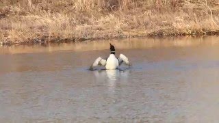 Гагара полярна