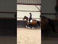 Mare Origin Recorded For sale 2023 Bay