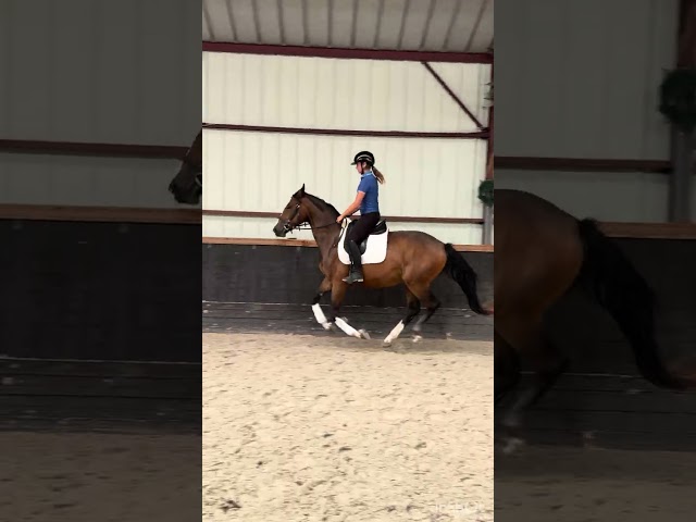Mare Origin Recorded For sale 2023 Bay