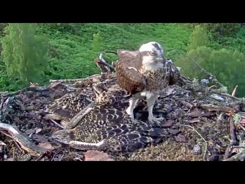 Aila the Loch Arkaig Osprey brings a stick, stands on the chicks, they disapprove loudly 3 Jul 2020
