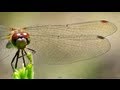Dragonfly Wings in Slow Motion - Smarter Every Day ...