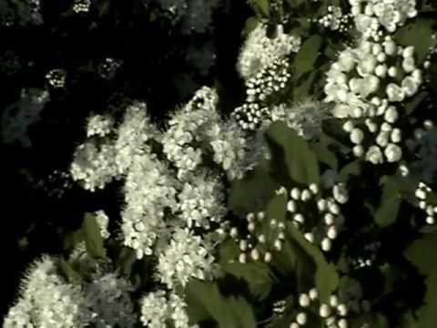 MIKKO ALATALO     On kotipiha hiljainen - OFFICIAL VIDEO