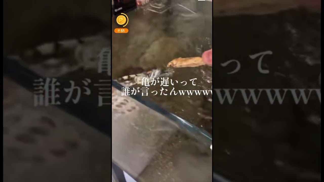 亀の食べ物に対する執着がエグすぎるwww#tiktok #shorts #バズる