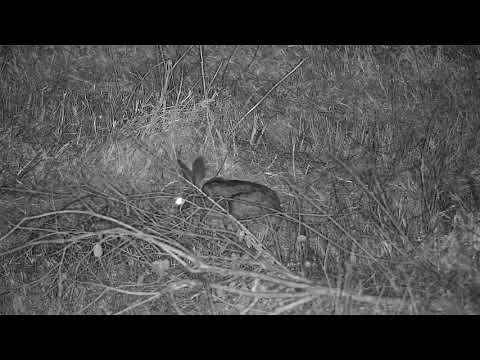 Djuma: Scrub Hare - 18:44 - 07/04/21
