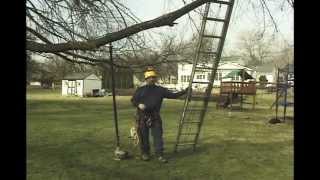 using ladders for tree work