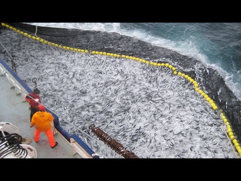 Catching thousands of tons of herring with modern large ships - Fishing with giant nets