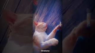 Download lagu story wa kucing sad mp3