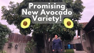 Yet Another Amazing New Avocado Variety!