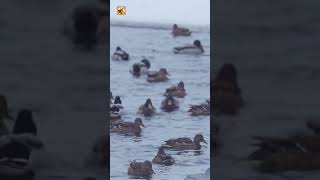 Duck Sounds (A Lot Of Ducks On The Frozen Lake)