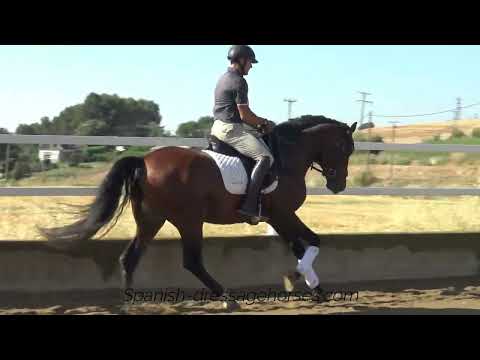 Quality PRE stallion for dressage