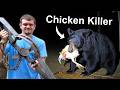 Hunting Down The Chicken Killing Black Bear