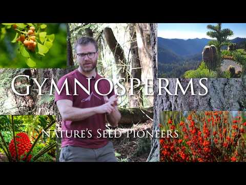 Gymnosperms: Nature's Seed Pioneers
