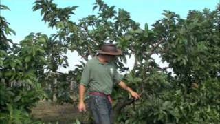 Pruning Avocados