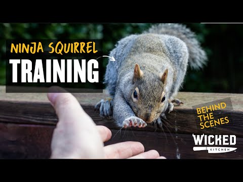 9 Months Raising Two Wild Squirrels Before Moving to the UK: The Story of Mildred and Hank
