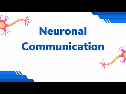 How neurons talk to each other
