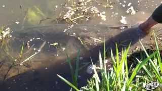 Ogi Pike Fever