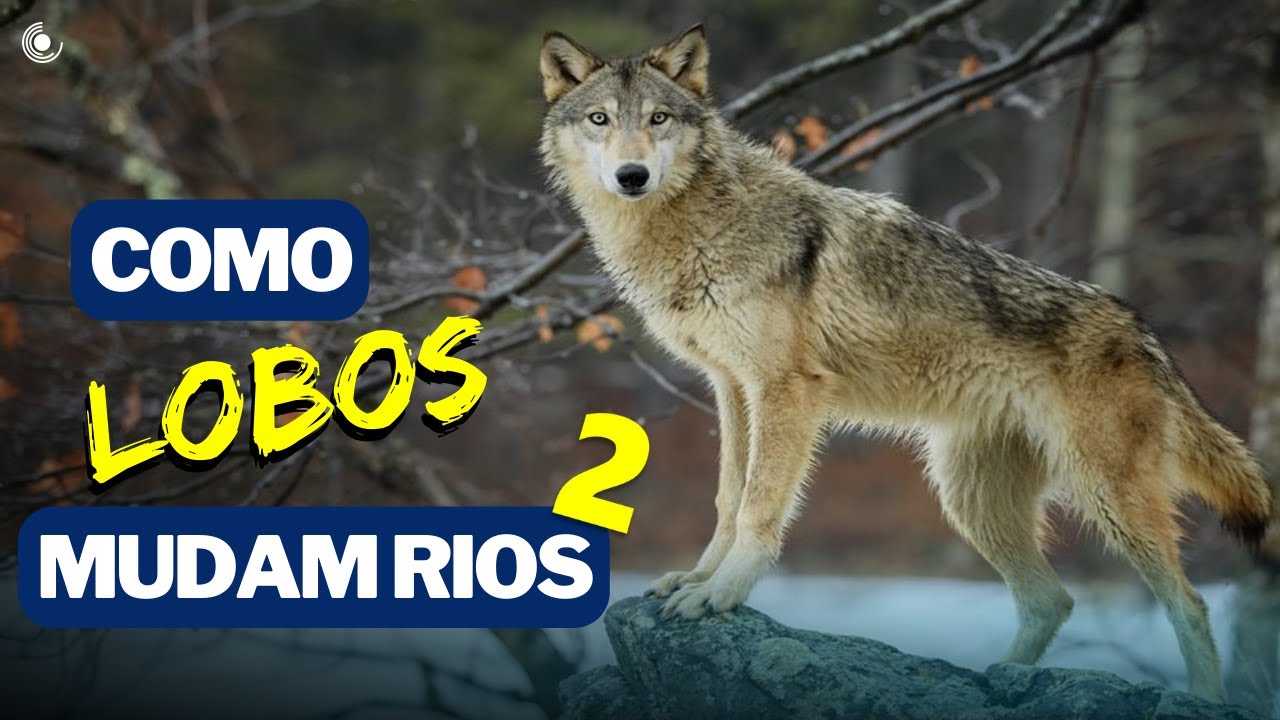 Como Lobos Mudam Rios - 2 [DUBLADO]