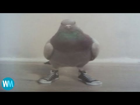Top 5 des pigeons