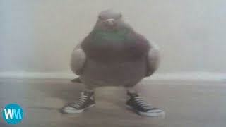 Top 5 des pigeons