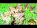 " Il Gatto " - ( Marisa Sannia ) 